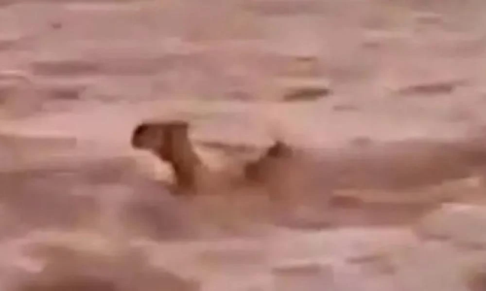 Σαν ταινία επιστημονικής φαντασίας! Καμήλες παρασύρονται στην έρημο από τα ορμητικά νερά στη Σαουδική Αραβία (βίντεο)